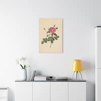 13202139213401894917_2048.jpeg Cabbage Rose (Rosa Centifolia Simplex) – Pierre-Joseph Redouté (c. 1817-24) – Botanical Canvas Print