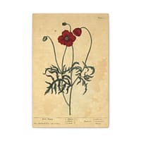 1322668728666511244_2048.jpeg Red Poppy (Papaver, rubrum, erraticum, rhoeas), A Curious Herbal – Elizabeth Blackwell (1737) – Botanical Canvas Print