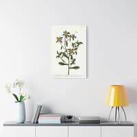 13365317087492588178_2048.jpeg Spiny Starwort (Pallenis spinosa), A Curious Herbal – Elizabeth Blackwell (1739) – Botanical Canvas Print