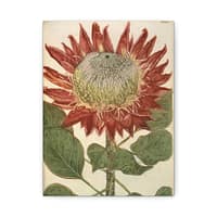 13658260024623065639_2048.jpeg Phytanthoza iconographia, Vol. 4, plate 892 – Johann Wilhelm Weinmann (1745) – Botanical Canvas Print