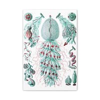 13938886664542548106_2048.jpeg Siphonophorae, Kunstformen der Natur, plate 59 – Ernst Haeckel (1904) – Natural History Canvas Print