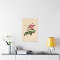13945826555710952841_2048.jpeg Cabbage Rose (Rosa Centifolia Simplex) – Pierre-Joseph Redouté (c. 1817-24) – Botanical Poster Print