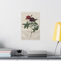 13984911047145157592_2048.jpeg Rosa Gallica Purpurea Velutina Parva (Rosier de Van-Eeden) – Pierre-Joseph Redouté (c. 1817-24) – Botanical Poster Print