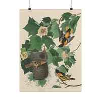 14178255029691847980_2048.jpeg Baltimore Oriole, Birds of America – John James Audubon (1827) – Natural History Poster Print
