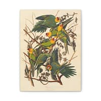 14231132227298289510_2048.jpeg Carolina Parakeet, Birds of America – John James Audubon (1828) – Natural History Canvas Print