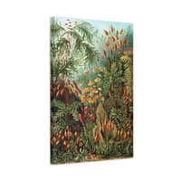 14337157353404303461_2048.jpeg Mosses (Muscinae), Kunstformen der Natur – Ernst Haeckel (1904) – Botanical Canvas Print