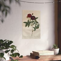 14447799058625956171_2048.jpeg Rosa Gallica Purpurea Velutina Parva (Rosier de Van-Eeden) – Pierre-Joseph Redouté (c. 1817-24) – Botanical Poster Print