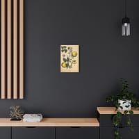 14563392380837339768_2048.jpeg Elizabeth Blackwell - Quinces (Cydonea, or Mala cotonea major) - A Curious Herbal (1737) - Botanical Canvas Wall Art, Natural History Print
