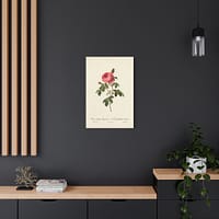 14657297526105889237_2048.jpeg Rosa Centifolia Burgundiaca (le Cent-feuilles de Bordeaux) – Pierre-Joseph Redouté (c. 1817-24) – Botanical Canvas Print