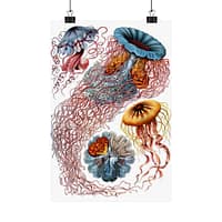 14844968129122262519_2048.jpeg Jellyfish (Discomedusae), Kunstformen der Natur – Ernst Haeckel (1904) – Natural History Poster Print