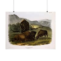 14881575915349101261_2048.jpeg Bos Americanus, American Bison or Buffalo, plate 57 – John James Audubon (1845) – Natural History Poster Print