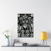 14912854721784998831_2048.jpeg Mycetozoa, Kunstformen der Natur, plate 93 – Ernst Haeckel (1904) – Natural History Poster Print
