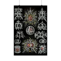 15076725993474241449_2048.jpeg Radiolaria, Stephoidea – Kunstformen der Natur, plate 71 – Ernst Haeckel (1904) – Natural History Poster Print