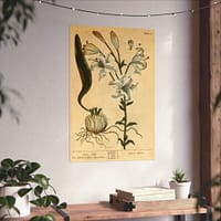 15173463224130061760_2048.jpeg White Lily (Lilium album), A Curious Herbal – Elizabeth Blackwell (1737) – Botanical Poster Print
