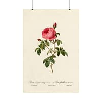 1519317094718614811_2048.jpeg Rosa Centifolia Burgundiaca (le Cent-feuilles de Bordeaux) – Pierre-Joseph Redouté (c. 1817-24) – Botanical Poster Print