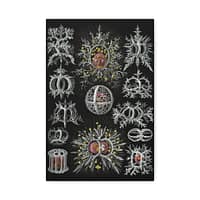 15235005978448797703_2048.jpeg Radiolaria, Stephoidea – Kunstformen der Natur, plate 71 – Ernst Haeckel (1904) – Natural History Canvas Print