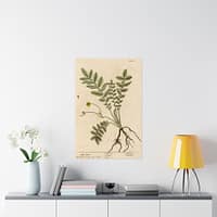 15253899458565614965_2048.jpeg Wild Tansie (Argentina, Potentilla), A Curious Herbal - Elizabeth Blackwell (1737) - Botanical Poster Print