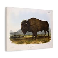 1534669111781501094_2048.jpeg Bos Americanus, American Bison or Buffalo, plate 56 – John James Audubon (1845) – Natural History Canvas Print
