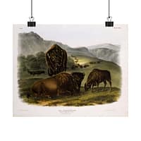 15429786553205489602_2048.jpeg Bos Americanus, American Bison or Buffalo, plate 57 – John James Audubon (1845) – Natural History Poster Print