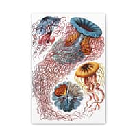 15500497461912585327_2048.jpeg Jellyfish (Discomedusae), Kunstformen der Natur – Ernst Haeckel (1904) – Natural History Canvas Print