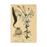 15538277612252228632_2048.jpeg White Lily (Lilium album), A Curious Herbal – Elizabeth Blackwell (1737) – Botanical Canvas Print