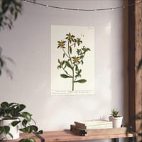 1564954413779426705_2048.jpeg Spiny Starwort (Pallenis spinosa), A Curious Herbal – Elizabeth Blackwell (1739) – Botanical Poster Print