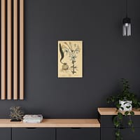 15854892144508275657_2048.jpeg White Lily (Lilium album), A Curious Herbal – Elizabeth Blackwell (1737) – Botanical Canvas Print