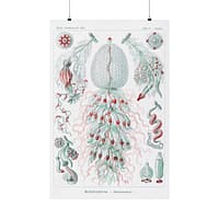 1594641154888625461_2048.jpeg Siphonophorae, Kunstformen der Natur, plate 59 – Ernst Haeckel (1904) – Natural History Poster Print