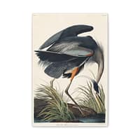 15968510474085455335_2048.jpeg Great Blue Heron, Birds of America – John James Audubon (1834) – Natural History Canvas Print