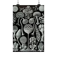 16156926344886357002_2048.jpeg Mycetozoa, Kunstformen der Natur, plate 93 – Ernst Haeckel (1904) – Natural History Poster Print