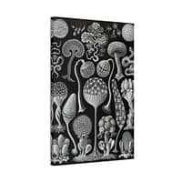 16279908240245072274_2048.jpeg Mycetozoa, Kunstformen der Natur, plate 93 – Ernst Haeckel (1904) – Natural History Canvas Print