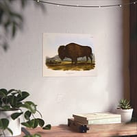 16282486721287988974_2048.jpeg Bos Americanus, American Bison or Buffalo, plate 56 – John James Audubon (1845) – Natural History Poster Print