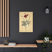 16414711415315914447_2048.jpeg Red Poppy (Papaver, rubrum, erraticum, rhoeas), A Curious Herbal – Elizabeth Blackwell (1737) – Botanical Canvas Print