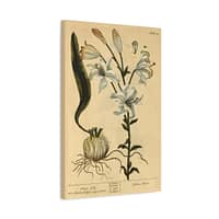 164721505866478434_2048.jpeg White Lily (Lilium album), A Curious Herbal – Elizabeth Blackwell (1737) – Botanical Canvas Print