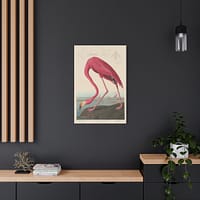 16582157910323572474_2048.jpeg American Flamingo, Birds of America – John James Audubon (1838) – Natural History Canvas Print
