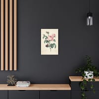 16605992605310263173_2048.jpeg Rosa Centifolia (Rosier à cent feuilles) – Pierre-Joseph Redouté (c. 1817-24) – Botanical Canvas Print