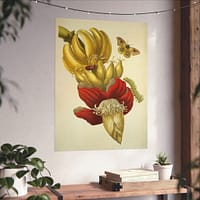 16662603840080075132_2048.jpeg Banana Flower and Fruit, Metamorphosis Insectorum Surinamensium – Maria Sibylla Merian (1705) – Botanical Poster Print