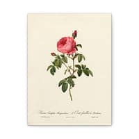 16720460151766919325_2048.jpeg Rosa Centifolia Burgundiaca (le Cent-feuilles de Bordeaux) – Pierre-Joseph Redouté (c. 1817-24) – Botanical Canvas Print
