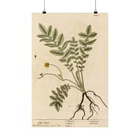 17011568341979490674_2048.jpeg Wild Tansie (Argentina, Potentilla), A Curious Herbal - Elizabeth Blackwell (1737) - Botanical Poster Print