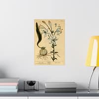1703047819078117600_2048.jpeg White Lily (Lilium album), A Curious Herbal – Elizabeth Blackwell (1737) – Botanical Poster Print