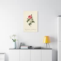 17057366500236671932_2048.jpeg Rosa Centifolia Burgundiaca (le Cent-feuilles de Bordeaux) – Pierre-Joseph Redouté (c. 1817-24) – Botanical Canvas Print