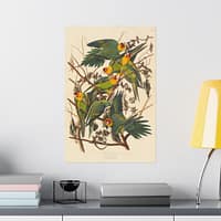 17113763866902101239_2048.jpeg Carolina Parakeet, Birds of America – John James Audubon (1828) – Natural History Poster Print