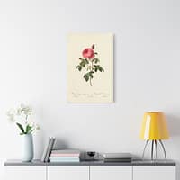 17414142318999775063_2048.jpeg Rosa Centifolia Burgundiaca (le Cent-feuilles de Bordeaux) – Pierre-Joseph Redouté (c. 1817-24) – Botanical Canvas Print