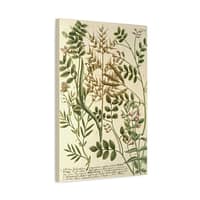 17616717471714498970_2048.jpeg Phytanthoza iconographia, Vol. 3, plate 775 – Johann Wilhelm Weinmann (1742) – Botanical Canvas Print