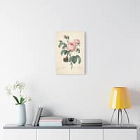 17740083829117373043_2048.jpeg Rosa Centifolia (Rosier à cent feuilles) – Pierre-Joseph Redouté (c. 1817-24) – Botanical Canvas Print