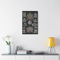 17925804346080872875_2048.jpeg Radiolaria, Stephoidea – Kunstformen der Natur, plate 71 – Ernst Haeckel (1904) – Natural History Canvas Print