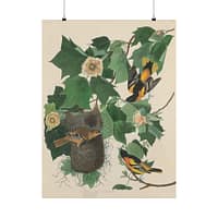 17940800652967822224_2048.jpeg Baltimore Oriole, Birds of America – John James Audubon (1827) – Natural History Poster Print