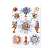 17941675376297341642_2048.jpeg Siphonophorae, Kunstformen der Natur, plate 17 – Ernst Haeckel (1904) – Natural History Canvas Print
