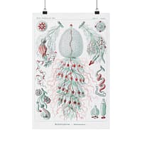 17950501097245673018_2048.jpeg Siphonophorae, Kunstformen der Natur, plate 59 – Ernst Haeckel (1904) – Natural History Poster Print