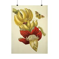 17987083291038831612_2048.jpeg Banana Flower and Fruit, Metamorphosis Insectorum Surinamensium – Maria Sibylla Merian (1705) – Botanical Poster Print